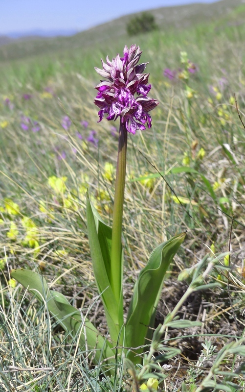 Orchis militaris, Orchis purpurea, Orchis x hybrida  Preappennino aquilano -  2022.